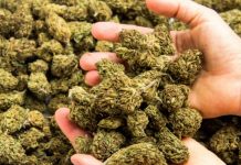 JUST IN: Canada Lawmakers Vote to Legalize Cannabis