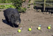 Russia 2018: Psychic pig who predicted Trump’s victory picks Nigeria, Argentina for semi-final
