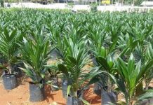 New study identifies Nigeria as leading seed hub in West, Central Africa