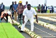 C’River Govt Begins Supply Of Rice Seedlings To Bayelsa, Delta, Others