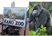 Gov. Ganduje orders probe into N6.8m swallowed by gorilla in Kano Zoo
