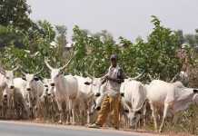 Minister Announce Issuance Of Birth Certificates To Cows