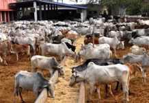 RUGA, Ranching: Gov. Udom Imports 2000 Cows From Brazil