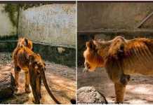 Nigerians react as hunger kills lion in Kaduna zoo