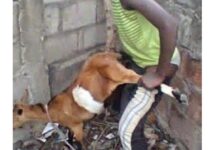 Man arrested for ‘having sex with goat’ in Jigawa