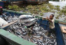 N/Delta Fishermen lament cash limit, fuel shortage on rural coastline settlements