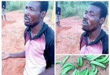 I Haven’t Eaten For Days – Plantain Thief Caught, Begs For Forgiveness