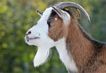 Hunger: A’Ibom man escapes lynching for stealing goat