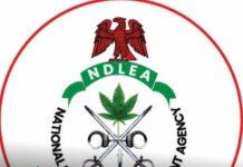 WOMEN LEAD JULY DRUG ARRESTS IN EDO AS NDLEA SEIZES OVER 2,500KG OF ILLICIT DRUGS
